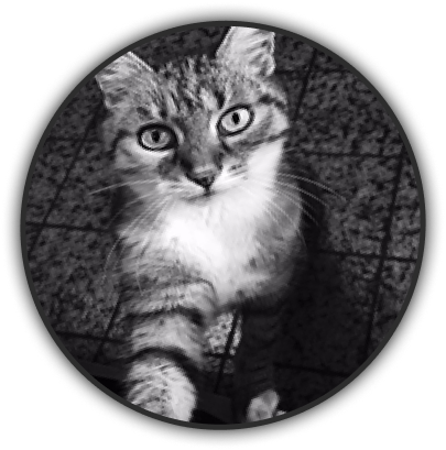 Katzenbild schwarz-weiss
