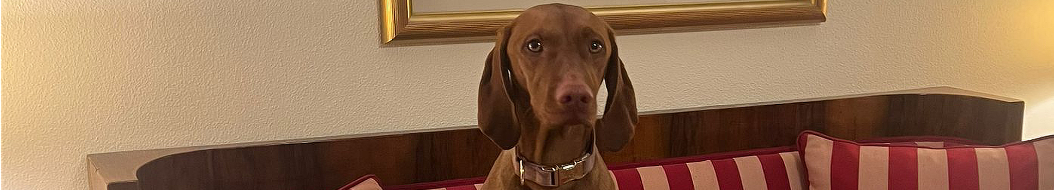 Bild von Hund auf Couch