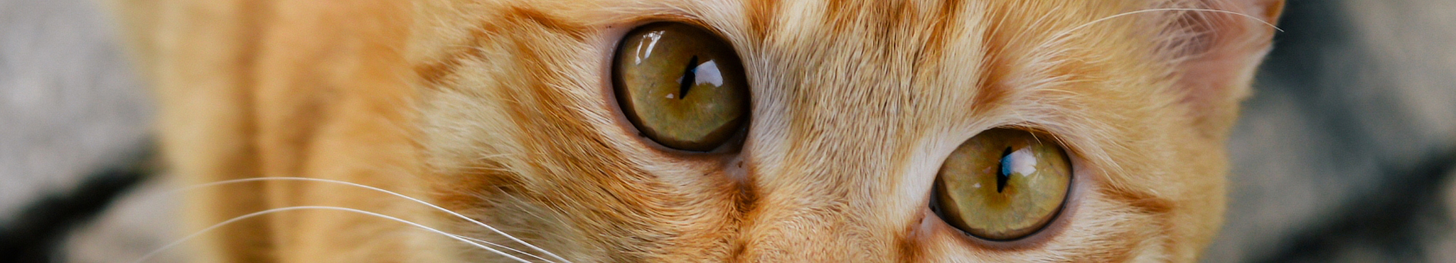 Rot getigerte Katze