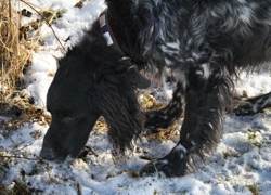 Großer Münsterländer im Schnee