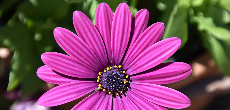 Lila Blüte, Nahaufnahme