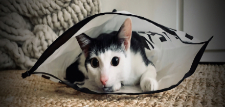 Katze Sammy, auf Decke liegend