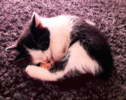 Katzenbaby Sammy