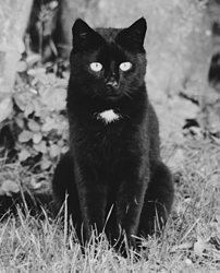 schwarze Katze