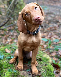 Emmy - ein Vizsla