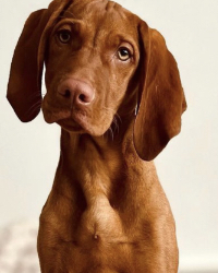 Emmy - ein Vizsla